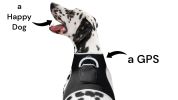 Wide Area Coverage GSM GPS Tracking Chip for Dogs - Realtime Tracking Size:XXL