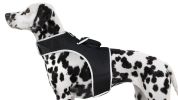 Advanced GPS Wireless Tracking w/ Mini Waterproof GSM GPRS Pet Tracker Size:L